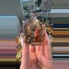 plant/AAA SMOKY QUARRZ-0-thumbnail