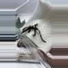 plant/Sable ax 2-0-thumbnail