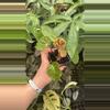 plant/PS-5378 Begonia ferox-0-thumbnail
