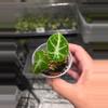 plant/C040 Philodendron Green Congo+Alocasia Black Velvet Ninja reverted Bundle-4-thumbnail