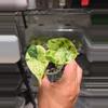 plant/C015 Alocasia Dragon Scale Mint Variegated-0-thumbnail