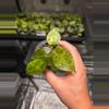 plant/C028 Alocasia Wentii Aurea-0-thumbnail