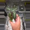 plant/C024 Alocasia Bambino Aurea reverted Bundle 3pcs-1-thumbnail