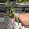 plant/C045 Philodendron Green Congo+Anthurium Warocqueanum Bundle-4-thumbnail
