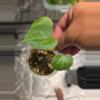 plant/A13 Anthurium Crystallinum Starter plant 2pcs-1-thumbnail
