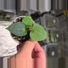 plant/A10 Anthurium (Dark Phoenix × Dark Crystalline) Starter plant-2-thumbnail