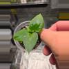 plant/A10 Anthurium (Dark Phoenix × Dark Crystalline) Starter plant-0-thumbnail