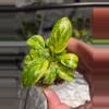 plant/C035 Philodendron Burlemarx Variegated+Philodendron Green Congo Variegated Bundle-4-thumbnail