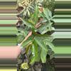 plant/PS-5397 Begonia ‘Comt de Miribel’-0-thumbnail