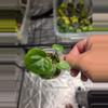 plant/A13 Anthurium Crystallinum Starter plant 2pcs-2-thumbnail