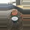 plant/1003PS298 Gymnocalycium mihanovichii PINK PANTHER-0-thumbnail