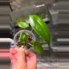plant/C039 Philodendron Green Congo+Alocasia Longiloba reverted Bundle-5-thumbnail