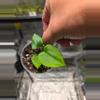 plant/A10 Anthurium (Dark Phoenix × Dark Crystalline) Starter plant-1-thumbnail
