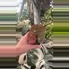 plant/PS-5244 Begonia burkillii (Ryan’s Form)-0-thumbnail