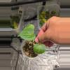 plant/A13 Anthurium Crystallinum Starter plant 2pcs-0-thumbnail