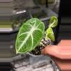 plant/C040 Philodendron Green Congo+Alocasia Black Velvet Ninja reverted Bundle-3-thumbnail