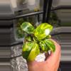 plant/C035 Philodendron Burlemarx Variegated+Philodendron Green Congo Variegated Bundle-5-thumbnail