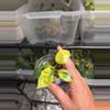 plant/C035 Philodendron Burlemarx Variegated+Philodendron Green Congo Variegated Bundle-3-thumbnail