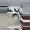 plant/Sable Ax 1-0-thumbnail