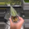 plant/C042 Philodendron Green Congo+Alocasia Regal Shield reverted Bundle-4-thumbnail
