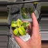 plant/C035 Philodendron Burlemarx Variegated+Philodendron Green Congo Variegated Bundle-2-thumbnail