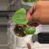plant/C050 Syngonium Tricolor+Anthurium Crystallinum Bundle-3-thumbnail