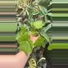 plant/PS-5372 Begonia ‘Ricinifolia’-0-thumbnail