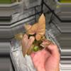 plant/C050 Syngonium Tricolor+Anthurium Crystallinum Bundle-0-thumbnail