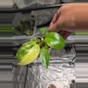 plant/C033 Philodendron Burlemarx Variegated-2-thumbnail