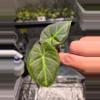 plant/C042 Philodendron Green Congo+Alocasia Regal Shield reverted Bundle-3-thumbnail