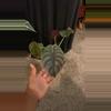 plant/Alocasia Cuprea-0-thumbnail