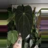 plant/Tezula anthurium pap ra8 x AOS-0-thumbnail
