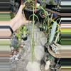 plant/Rhipsalis Baccifera long 6”-0-thumbnail