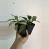 plant/Seller Choice Hoya NGG 3.5” deep-1-thumbnail