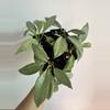 plant/Seller Choice Hoya NGG 3.5” deep-0-thumbnail