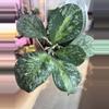 plant/Seller Choice Obovata inner splash-1-thumbnail