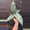 plant/Apoballis Acuminatissima Lavallaei 4”-0-thumbnail