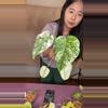 plant/A23 monstera mint / white monster-0-thumbnail
