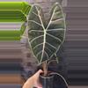 plant/Alocasia Longiloba Purple Vein-0-thumbnail