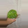 plant/Scindapsus Baticon A05-0-thumbnail