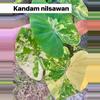 plant/Kandam Ninsuwan colo-1-thumbnail