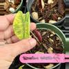 plant/Kandam Ninsuwan colo-0-thumbnail