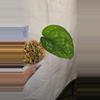 plant/Scindapsus Macaro A08-0-thumbnail