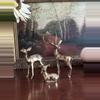 plant/Family set of 3 (small Doe)-1-thumbnail