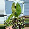 plant/mojito Colo-0-thumbnail