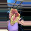 plant/Thai caladium #21-0-thumbnail