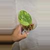 plant/Scindapsus Baticon A04-0-thumbnail