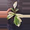 plant/Hoya Incrassata Albo 4”-0-thumbnail