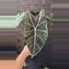 plant/Alocasia Longiloba Purple Vein-0-thumbnail