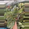 plant/PS-5591 Begonia ‘Snow Capped’ (Variegated)-0-thumbnail